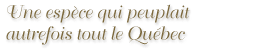 Une esp&egrave;ce qui peuplait autrefois tout le Qu&eacute;bec