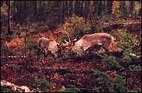 Randonn&eacute;es Nature-Charlevoix